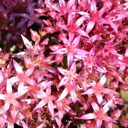 6x Grassa - Sedum spurium 'Fuldaglut' - Vaso 9x9cm (ora 21.90) x6