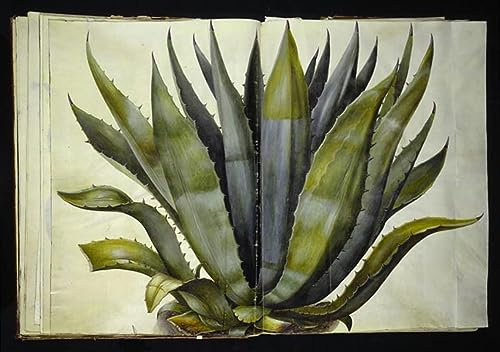 HCOTZHPY Klassische Malerei Leinwand Abstrakt Kunstwerk Wandkunst Bild Druck Agave by Hans Simon Holtzbecker Weinlese Plakat für Bürodekoration 60x90cm