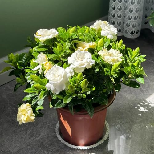 Semi di Gardenia, arbusti Gardenia jasminoides, semi di selvatici da giardino resistenti perenni 35pcs