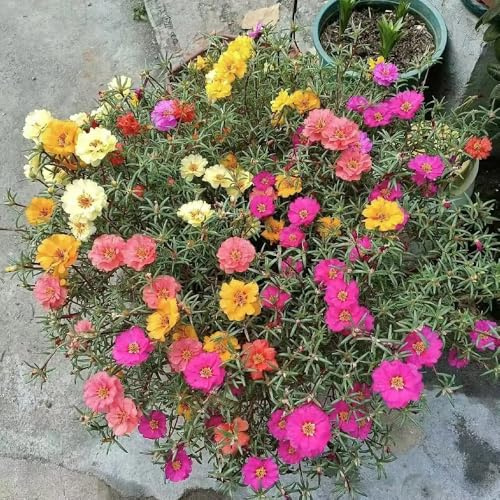 rosa Portulaca en de interior de balcón invernadero interior invernaderos balcón en Cubresuelos resistentes decoración sala estar 200semillas