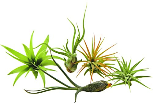 DECOALIVE Pack de 5 Claveles del Aire Naturales Plantas del Aire o Tillandsia