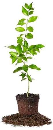 Árbol Frutal Limonero Natural La belleza de la Naturaleza en tu Hogar