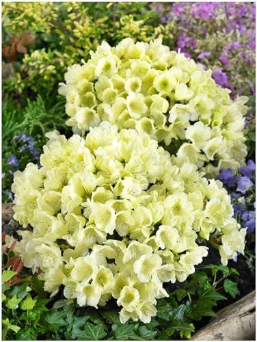 GrowOn Shrubs [x3] Dwarf Rhododendron Japonica 'Wren' | Multi-Pack | Evergreen Shrubs | Outdoor Garden Ready Plants | Spring Flowering | Yellow Flowers