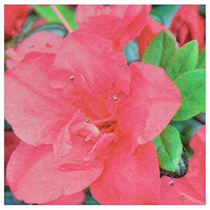 Azalea Evergreen Japonica 'Anouk' 13 cm Pot Size