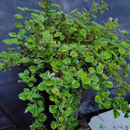 Semi di Plectranthus - da cucina Plectranthus glabratus - prodotti sostenibili vecchie varietà resistenti per il giardino 80pcs