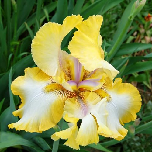 iris, iris - da giardino e da selvatici appartamento forniture giardino di precoci di, tappezzanti mini 12bulbi
