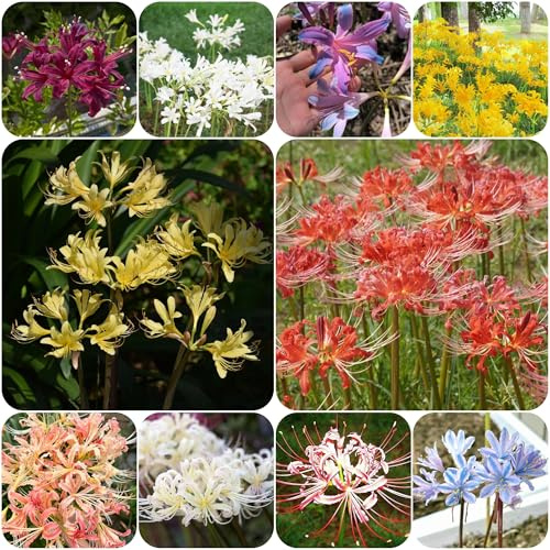 lycoris radiata - gigli ragno sostenibili giglio ragno, giglio di sangue decorazioni da giardino per esterni in vaso, di selvatici, mini decorazione da 8bulbi