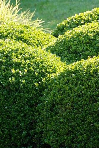 Buxus sempervirens Buchsbaum – 6 Pflanzen Ø9cm – Höhe 10–25cm – Immergrün & Formschnittgeeignet – Für Hecken Beete Kübel & Garten
