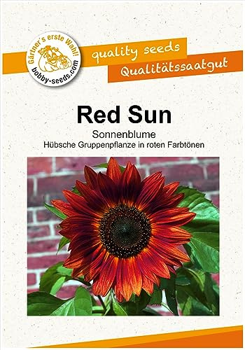 Blumensamen Red Sun Sonnenblume Portion