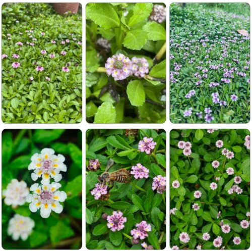 teppichverbene - Teppich Verbene wildblumensamen blumenstauden winterhart wohnzimmer deko bonsai topf schmetterlingsflieder wildkräuter pflanzensamen exotisch gartenblumen mehrjährig 450samen