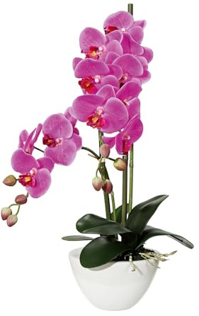 CREATIV green stilvolle Phalaenopsis Kunstorchidee 50cm in lila I künstliche Orchideen wie echt mit Keramikschale in 14,5x8,5cm & naturgetreuen Blüten I Real Touch täuschend echte Kunstblumen