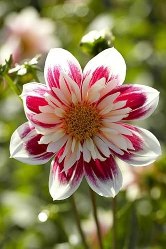 Buy4seeds Collarette Dandy Mixed - 300 Seeds - Dahlia variabilis - Large Open Flowers