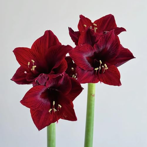 Amaryllis - Hippeastrum rutilum resistenti giardino ombra, resistenti primavera balcone Bulbi perenni al 1pcs