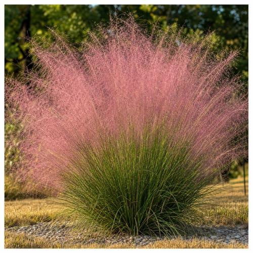 Stauden Gänge 5 x Muhlenbergia capillaris Rosa Haargras winterhart | Muhlenbergia – winterhartes Ziergras mit rosa Blütenwolke für Sonne, mehrjährig, filigran, 1 L Topf (11x11 cm)