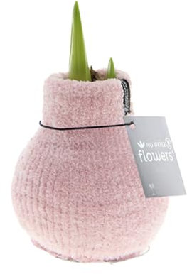 Bloomique - Amaryllis-Zwiebel in Wachs - gemütliches Rosa - Blumenzwiebel - keine Wasserblumen - Weihnachtsdekoration - 15-25 cm hoch bei Lieferung - wird bis zu 40-60 cm groß - 10 cm Durchmesser
