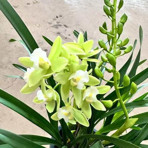 semi di orchidee - orchidee decorative di orchidea in resistenti resistenti all'aperto - Serie 100pcs