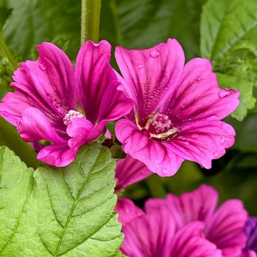 semi di malva, resistente decorazione esterno giardino 1000pcs