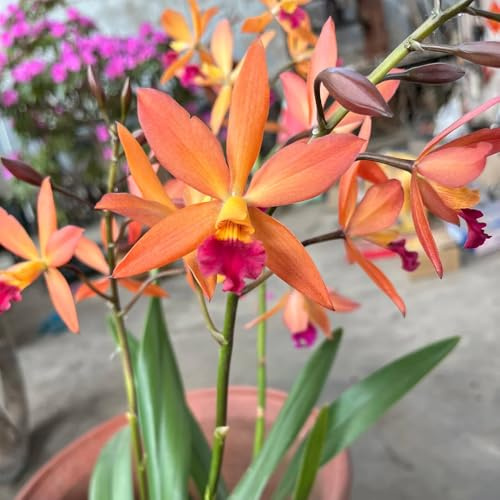 orquídeas de jardín de semillas pradera, sombra orquídea herbáceas en camas elevadas Decoraciones jardín exteriores, balcón. trepadoras orgánicas, 100semillas