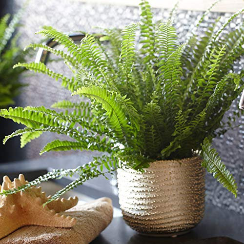 Nephrolepis Boston Fern | Indoor 25-35cm Potted Plant for Home or Office | Best House Plant