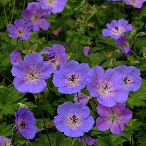Geranium Hardy Azure Rush® Perennial Plug Plants Pack x6