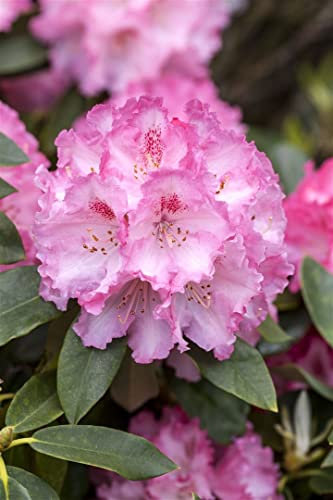 Rhododendron x hybridum 'Simona' 30-40 cm – Winterhart, Immergrün, Mehrjährig – Rhododendron – Zierstrauch für Garten & Kübel