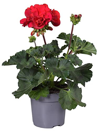 Geranio Rojo - Flor Natural - Planta para Terraza y Jardín - Geranio con Flores Rojas