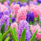 Winterhart MehrjäHrig,Hyazinthen Zwiebeln,Hyazinthen Zwiebeln Winterhart,Gardeners Dream Winterharte Pflanzen,Mehrjährige Stauden,Balkon Pflanzen & Kübelpflanzen,Ideale Garten Pflanzen-2zwiebeln-d