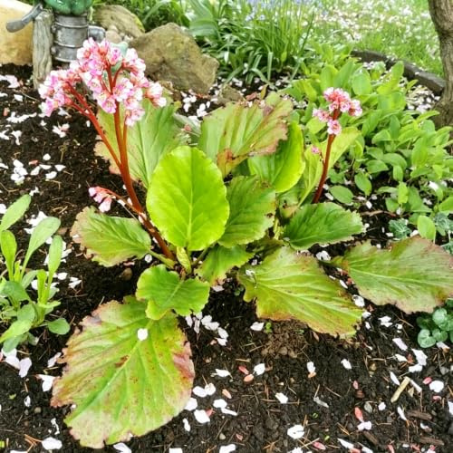 Bergenia jardín rocas interior balcón Decoraciones exteriores 350semillas
