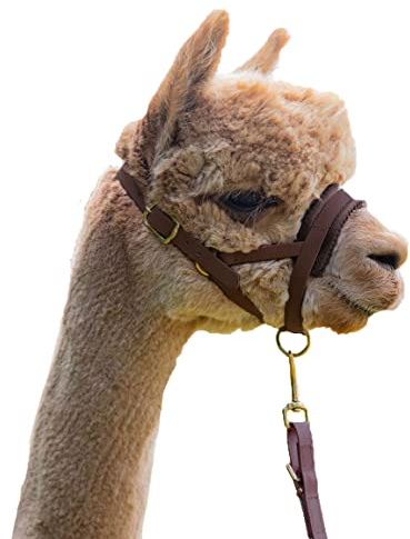 Abolengo de Alpaca Alpaka Führset Hochwertiges Kunstleder Halfter und Führleine: Perfekt für eine Alpaka Wanderung Dunkelbraun