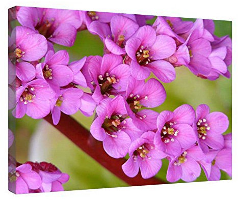 Canvas Prints Wall Art Wooden Framed Bergenia Strecthed and Framed Canvas Wrap Ready to Hang , 12 x 16 Inches