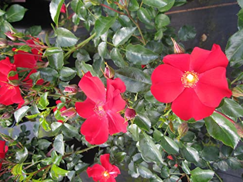 Rosa Alexander von Humboldt® - Beetrose - Kordes Rose - ADR Rose