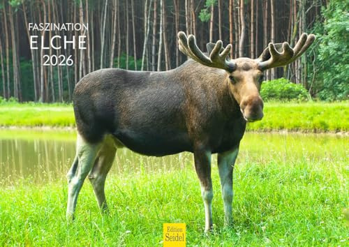 Utgåva Seidel Premium kalender fascination älg 2026 format DIN A4 väggkalender djurkalender Skandinavien vilda djur skogsdjur älg ko hjort kalv