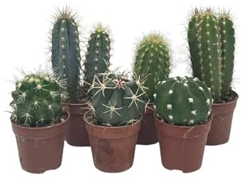 Kit 5 Cactus Naturales Plantas de Interior o Exterior
