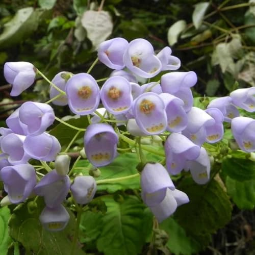 Calceolaria herbeohybrida semi biologici tagliati selvatici di balcone perenne resistenti semi selvatici balcone, autunno, perenne 650pcs