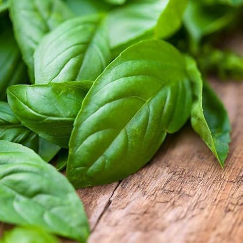 Semillas Albahaca Gigante Genovesa Ideal para Cocinar