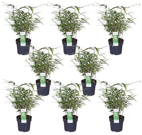 Bambou Rufa - Lot de 8