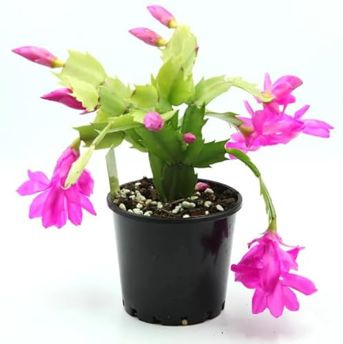 DECOALIVE Planta de Navidad Cactus de Invierno con Flores