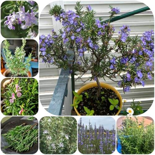 semillas de romero organicas - rosmarinus - jardín de rocas de jardín resistentes colgantes de romero, resistentes para 300pcs