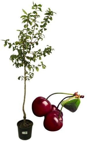 P. Piantine da Orto | Ciliegio Kordia, Pianta in Vaso Diametro 22 cm, Pianta da Frutto in Vaso, Pianta Vera da Esterno, Giardino o Vaso in Terrazza, Vivaio Italiano