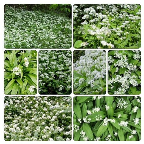 semillas de ajo silvestre - ajo silvestre de jardín parterre interior, variedades antiguas interior exóticas jardín rocas al aire libre 150pcs