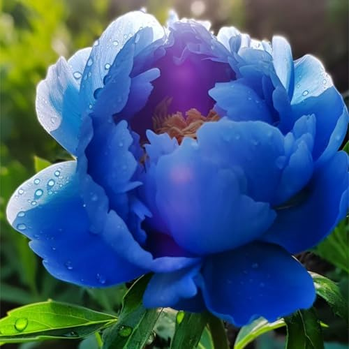 Peonia erbacea perenne,bulbo da fiore che fiorisce in primavera,ha una forte resistenza al freddo,peonia rizoma(Nessun seme,bulbo,non artificiale)-1Radice-B