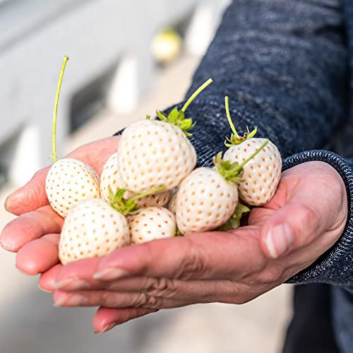 erdbeer mehrjährig - balkonpflanzen winterhart gartenpflanzen hochbeete für garten obstbaum obstpflanzen obstbäume erdbeer säulenobst obstsamen winterharte für balkon 50samen