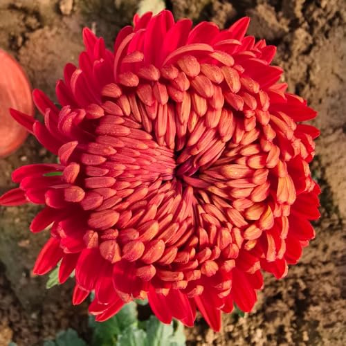 semillas de crisantemo resistentes - para exterior de variedades antiguas, jardín de interior 150pcs