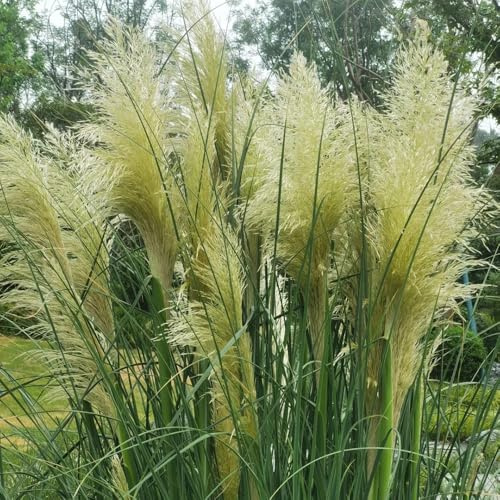 Semillas de ornamental - de jardín resistentes semillas de para lugares soleados invernaderos de balcón decoración de ornamentales regalos para 600pcs