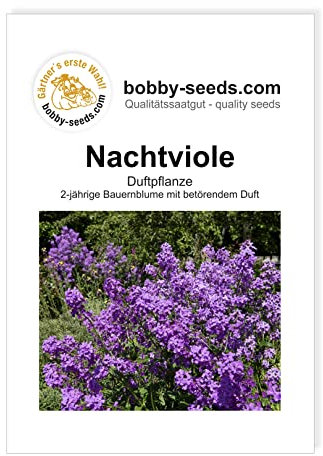 Blumensamen Nachtviole Hesperis Portion