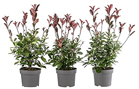 Dehner Purpur-Glanzmispel Red Robin, für 1 m Hecke, 40-60 cm, 3 x 5 l Topf | Photinia fraseri, immergrüne Heckenpflanze, roter Austrieb, für sonnige bis halbschattige Standorte