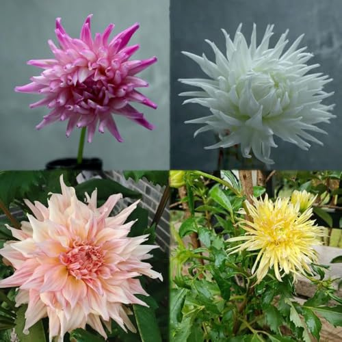 semillas dalia - exóticas resistentes al exterior, balcón decorativas para balcones semillas 90pcs