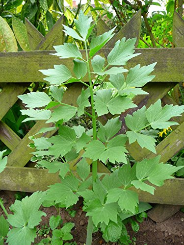 200 Seeds Lovage, Levisticum officinale, Non-GMO, Heirloom