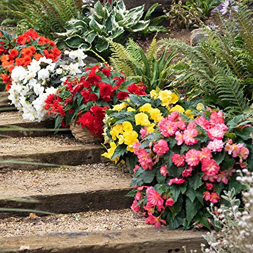 Begonia Plants Outdoor Garden Ready 'Nonstop Joy Mix' Half-Hardy Perennial Fully Double Blooms Easy to Grow Your Own Garden Flower Plants 30x Garden Ready Plants by Thompson and Morgan (30)