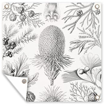 MuchoWow Poster exterieur Conifères - Ernst Haeckel - Art - Rétro - Illustration - Nature Decoration murale 100x100 cm Résistant aux intempéries/soleil